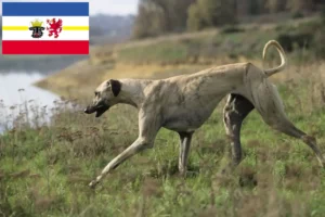 Lire la suite à propos de l’article Éleveurs de Sloughi et chiots dans le Mecklembourg-Poméranie occidentale