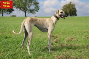 Lire la suite à propos de l’article Éleveurs de Sloughi et chiots en Normandie