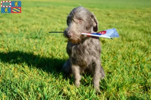 Lire la suite à propos de l’article Éleveurs de Slovaques à poil dur et chiots en Bourgogne-Franche-Comté