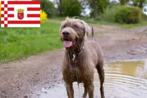 Lire la suite à propos de l’article Éleveurs de Slovaques à barbe dure et chiots à Brême