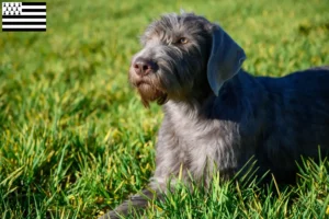 Lire la suite à propos de l’article Éleveurs de Slovaques à barbe dure et chiots en Bretagne