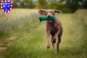 Lire la suite à propos de l’article Éleveurs de Slovaques à barbe dure et chiots en Centre-Val de Loire