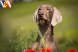 Lire la suite à propos de l’article Éleveurs de Slovaques à poil dur et chiots en Grand Est