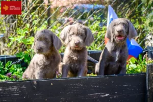 Lire la suite à propos de l’article Éleveurs slovaques de barbes rugueuses et chiots en Occitanie