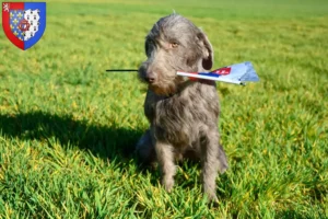 Lire la suite à propos de l’article Éleveurs de Slovaques à poil dur et chiots en Pays de la Loire