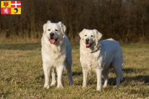 Lire la suite à propos de l’article Slovensky Cuvac éleveurs et chiots en Auvergne-Rhône-Alpes