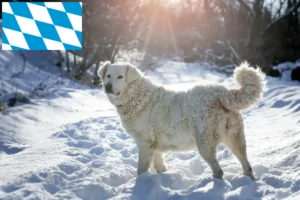 Lire la suite à propos de l’article Slovensky Cuvac Éleveurs et chiots en Bavière