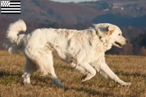 Lire la suite à propos de l’article Slovensky Cuvac éleveurs et chiots en Bretagne