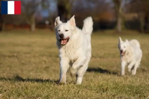 Lire la suite à propos de l’article Slovensky Cuvac éleveurs et chiots en France