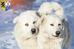 Lire la suite à propos de l’article Slovensky Cuvac éleveurs et chiots en Hauts-de-France