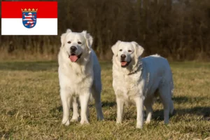 Lire la suite à propos de l’article Slovensky Cuvac éleveurs et chiots en Hesse