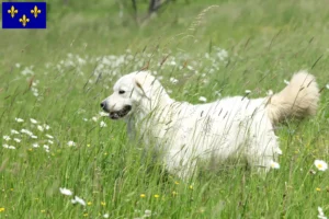 Lire la suite à propos de l’article Slovensky Cuvac Éleveurs et chiots en Île-de-France