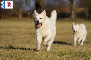 Lire la suite à propos de l’article Slovensky Cuvac éleveurs et chiots en Nouvelle-Aquitaine