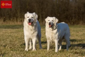 Lire la suite à propos de l’article Slovensky Cuvac éleveurs et chiots en Occitanie