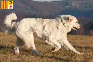 Lire la suite à propos de l’article Slovensky Cuvac éleveurs et chiots en Provence-Alpes-Côte d’Azur