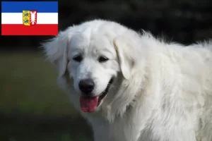 Lire la suite à propos de l’article Slovensky Cuvac éleveurs et chiots dans le Schleswig-Holstein