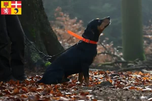 Lire la suite à propos de l’article Slovenský kopov Éleveurs et chiots en Auvergne-Rhône-Alpes