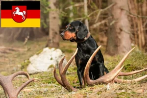 Lire la suite à propos de l’article Slovenský kopov Éleveurs et chiots en Basse-Saxe