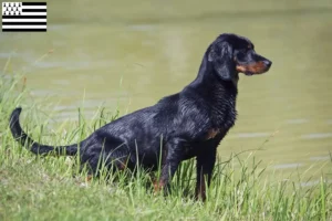 Lire la suite à propos de l’article Slovenský kopov Éleveurs et chiots en Bretagne