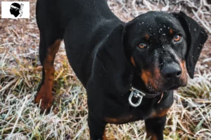 Lire la suite à propos de l’article Slovenský kopov éleveurs et chiots en Corse