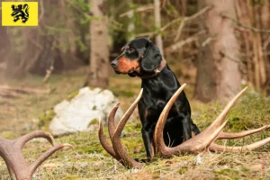 Lire la suite à propos de l’article Slovenský kopov Éleveurs et chiots en Flandre