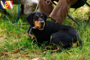 Lire la suite à propos de l’article Slovenský kopov Éleveurs et chiots en Grand Est