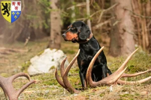 Lire la suite à propos de l’article Slovenský kopov Éleveurs et chiots en Hauts-de-France