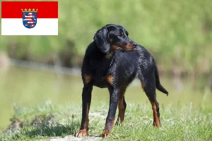 Lire la suite à propos de l’article Slovenský kopov Éleveurs et chiots en Hesse