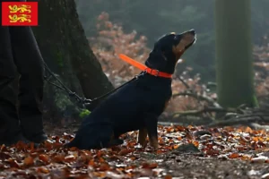 Lire la suite à propos de l’article Slovenský kopov Éleveurs et chiots en Normandie