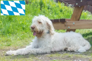 Lire la suite à propos de l’article Spinone Italiano éleveurs et chiots en Bavière