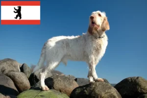 Lire la suite à propos de l’article Spinone Italiano éleveurs et chiots à Berlin