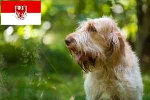 Lire la suite à propos de l’article Spinone Italiano éleveurs et chiots dans le Brandebourg