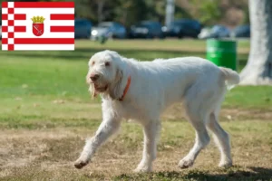 Lire la suite à propos de l’article Spinone Italiano éleveurs et chiots à Brême