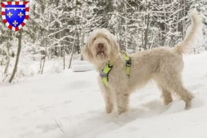 Lire la suite à propos de l’article Spinone Italiano éleveurs et chiots en Centre-Val de Loire