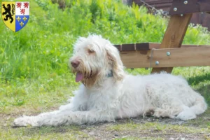 Lire la suite à propos de l’article Spinone Italiano éleveurs et chiots en Hauts-de-France