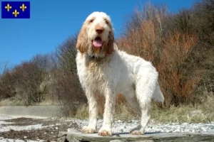 Lire la suite à propos de l’article Spinone Italiano Éleveurs et chiots en Île-de-France