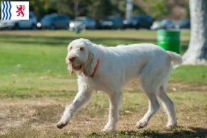 Lire la suite à propos de l’article Spinone Italiano éleveurs et chiots en Nouvelle-Aquitaine