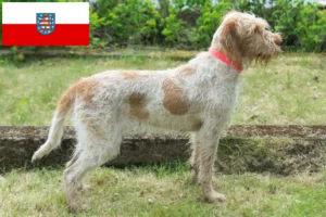 Lire la suite à propos de l’article Spinone Italiano éleveurs et chiots en Thuringe