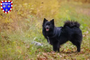 Lire la suite à propos de l’article Spitz éleveurs et chiots en Centre-Val de Loire