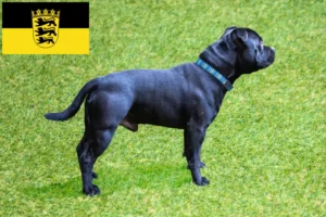 Lire la suite à propos de l’article Staffordshire Bull Terrier éleveurs et chiots en Baden-Württemberg