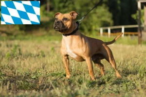 Lire la suite à propos de l’article Staffordshire Bull Terrier éleveurs et chiots en Bavière