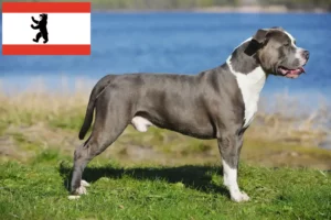 Lire la suite à propos de l’article Staffordshire Bull Terrier éleveurs et chiots à Berlin