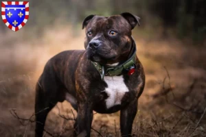 Lire la suite à propos de l’article Éleveurs de Staffordshire Bull Terrier et chiots en Centre-Val de Loire