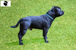 Lire la suite à propos de l’article Éleveurs de Staffordshire Bull Terrier et chiots en Corse