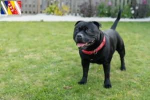 Lire la suite à propos de l’article Éleveurs de Staffordshire Bull Terrier et chiots en Grand Est