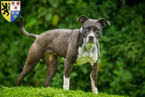 Lire la suite à propos de l’article Éleveurs de Staffordshire Bull Terrier et chiots en Hauts-de-France