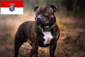 Lire la suite à propos de l’article Staffordshire Bull Terrier éleveurs et chiots en Hesse