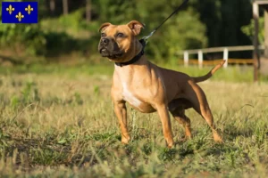 Lire la suite à propos de l’article Éleveurs de Staffordshire Bull Terrier et chiots en Île-de-France