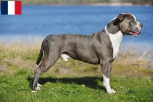 Lire la suite à propos de l’article Éleveurs de Staffordshire Bull Terrier et chiots en Martinique