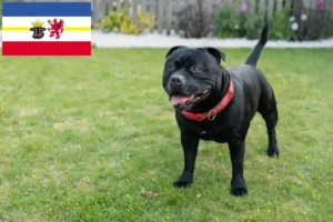 Lire la suite à propos de l’article Staffordshire Bull Terrier éleveurs et chiots dans le Mecklembourg-Poméranie occidentale